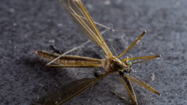 Grupo Hormigas Negras Tratando Con Insectos Voladores Muertos Timelapse — Vídeos de Stock