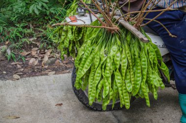Acı bakla, KötüNiyetli küme fasulye yerel Tayland dan