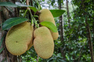 Yerel Tay meyve bu Champedak adıdır