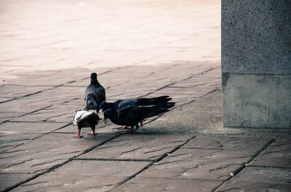 바닥에 몇 가지 음식을 먹는 비둘기 — 스톡 사진