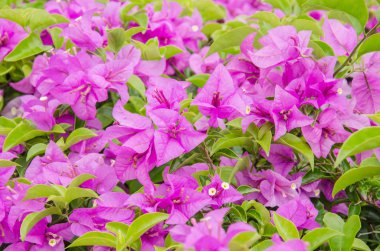 Yeşil yaprağı pembe begonviller kapatın