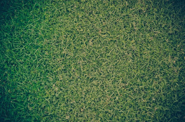 Foto de grama verde para o fundo da natureza com o vintage — Fotografia de Stock