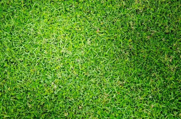 Фото зеленої трави на фоні природи — стокове фото