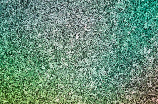 Фото зеленої трави на фоні природи з холодним тоном fi — стокове фото