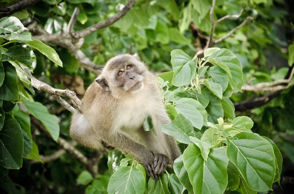 Мавпа на дереві Ліцензійні Стокові Фото