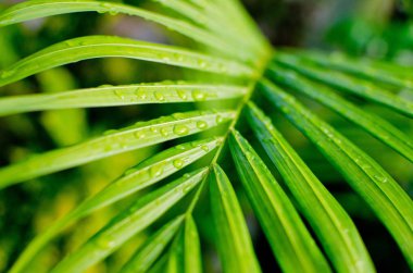 Doğa yeşil yaprak arka plan damla su ile