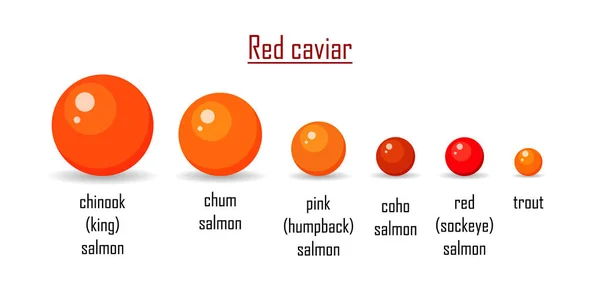 Different variety red caviar salmon isolated on white background. Roe icon vector illustration. Russian traditional snack. Classification any type caviare of chinook, chum, coho, humpback, sockeye — Stock Vector