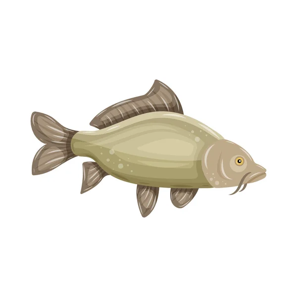 Common Carp isolated on white background. Fresh raw fish - vector illustration. Design element for emblem, logo, label, sign, brand mark — Stock Vector