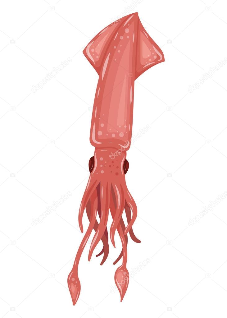 Flat pink squid with tentacles, isolated on white background. Red creature, wildlife of underwater world. Sea food - vector illustration