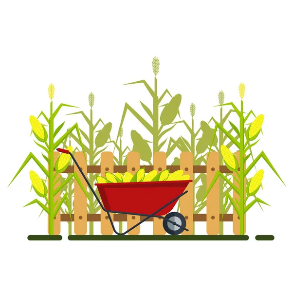 Vector yellow corn in red wheelbarrow with fence and cornfield, flat style concept isolated on white background. Ripe vegetable, corncobs, farming design elements. Farm landscape — Stock Vector