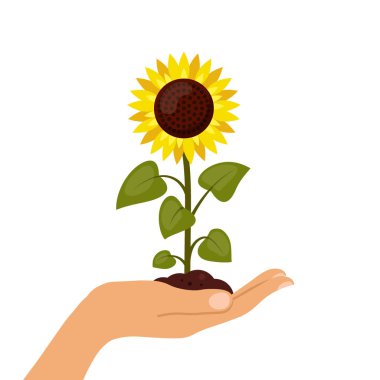 Ayçiçeği karikatür beyaz bir arka plan üzerinde izole elinde. Yaz tarım düz stil vektör çizim.