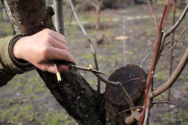 Bahçıvan meyve ağacının aşılama yapar ve şube tarafından bıçak böler.