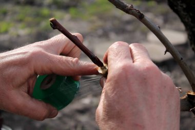 Aşılama meyve ağacından kesimler kullanarak yarık. Bahçıvan aşılama kaset kullanır. Portre.