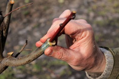 Gardener holds branch of fruit tree in his hand with finished grafting. Closeup. clipart