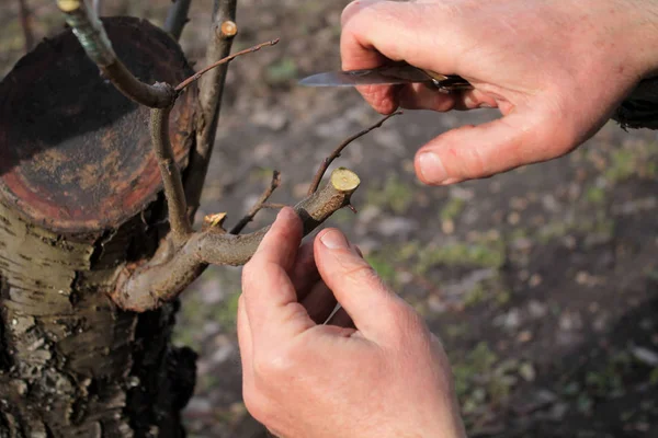 Tuinman doet enten van fruitboom en snijdt tak. Closeup. — Stockfoto