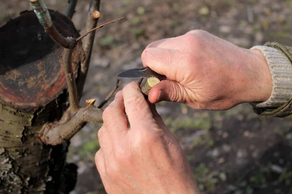 Tuinman doet enten van fruitboom en snijdt tak. Closeup. — Stockfoto