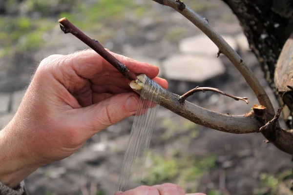 Innesto albero da frutto in fessura utilizzando talee. Il giardiniere usa il nastro da innesto. Primo piano . — Foto Stock