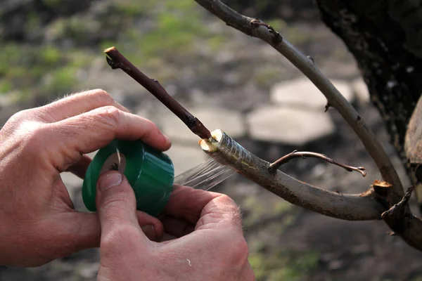 Enten fruitboom in gespleten middel van stekjes. Tuinman gebruikmaakt van praktijk tape. Closeup. — Stockfoto
