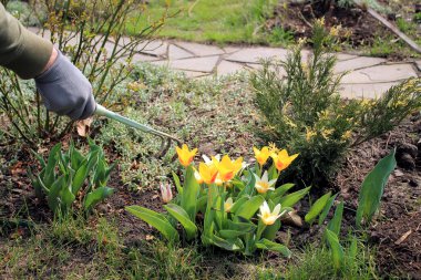 Bahçıvan ripper aracı yardımıyla çiçek Sarı laleler bahar önem verdiği.