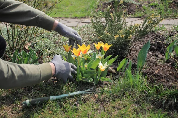 Bahçıvan için çiçek Sarı laleler bahar umurunda..