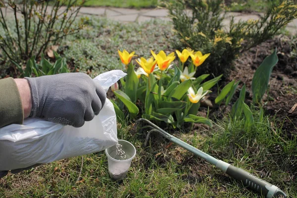 Gärtner streut mineralischen Granulatdünger aus Verpackung zum Düngen blühender Tulpen. — Stockfoto