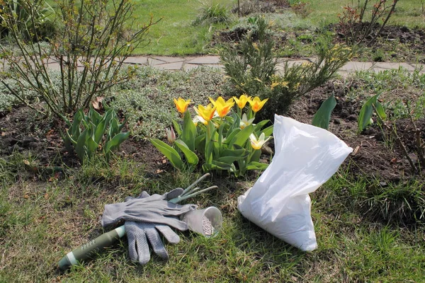 Reißwerkzeug, Mineraldünger und Handschuhe stehen im Garten in der Nähe blühender Tulpen im Frühling. — Stockfoto