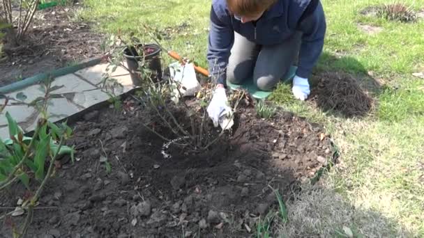 Giardiniere Fertilizza Arbusto Rosa Con Fertilizzante Minerale Granulato Tempo Primavera — Video Stock