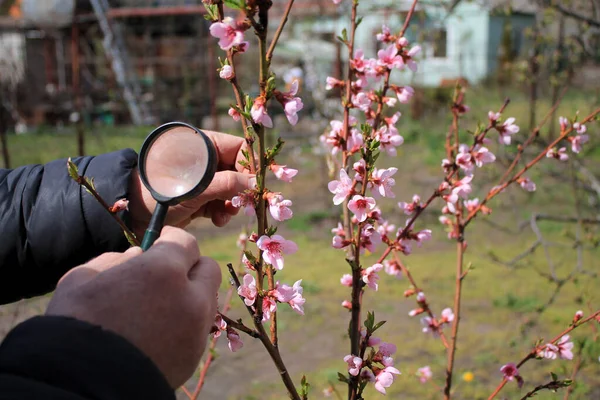 Bahçıvan, şeftali ağacının çiçek açan dallarını büyüteçle inceliyor. Yakın çekim..