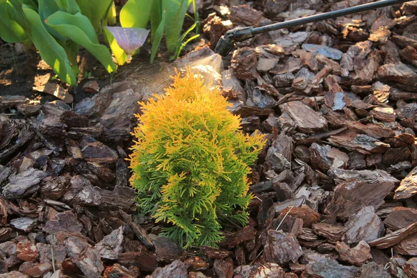 Junge Thuja Mit Gartenhandsprüher Gegen Schädlinge Und Krankheiten Besprühen Nahaufnahme Stockbild