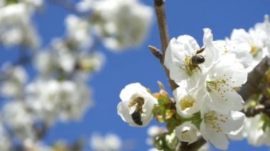 Kiraz ağacı çiçek üzerinde uçan arı