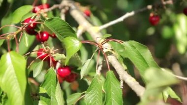 Olgun kirazlar ağaçta