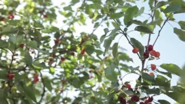 Olgun kirazlar ağaçta