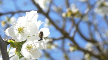 Kiraz ağacı çiçek üzerinde uçan arı