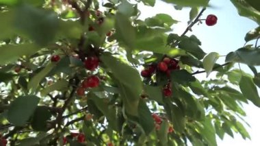 Olgun kirazlar ağaçta