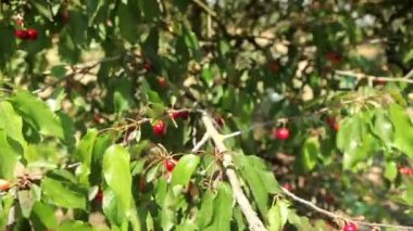 Olgun kirazlar ağaçta