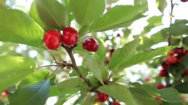 Olgun kirazlar ağaçta