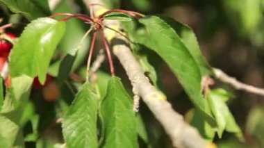 Olgun kirazlar ağaçta