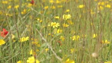 Kırmızı haşhaş alanında el