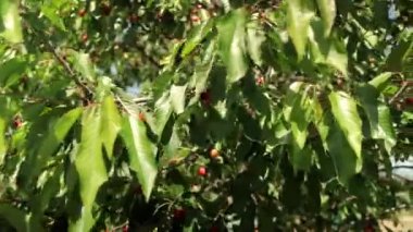 Olgun kirazlar ağaçta