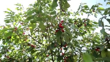 Olgun kirazlar ağaçta
