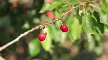 Olgun kirazlar ağaçta
