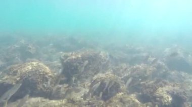 balıklar deniz suyu altında