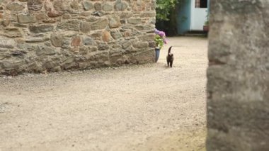 çiftlik Yard'da kara kedi