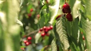 Olgun kirazlar ağaçta