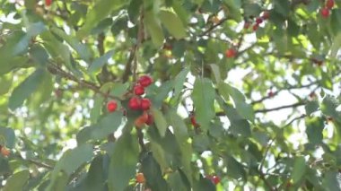 Olgun kirazlar ağaçta