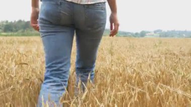 Buğday tarlasında güzel bir kız