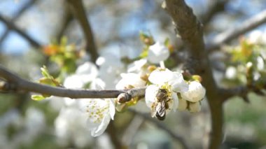 Kiraz ağacı çiçek üzerinde uçan arı