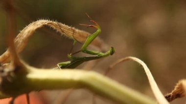 Yeşil mantis böcek