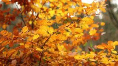 güzel sonbahar ağacı 