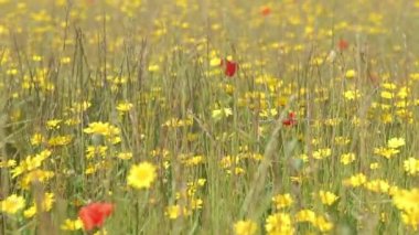 Kırmızı haşhaş alanında el
